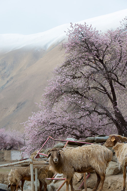 新疆南疆瓦窑本村的杏花