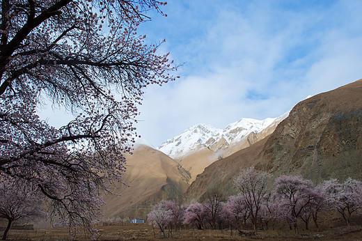 新疆南疆瓦窑本村的杏花