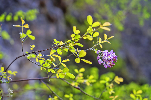 巴拉格宗大峡谷，通往天界的神秘峡谷-独克宗古城,香格里拉,虎跳峡,香格里拉大峡谷