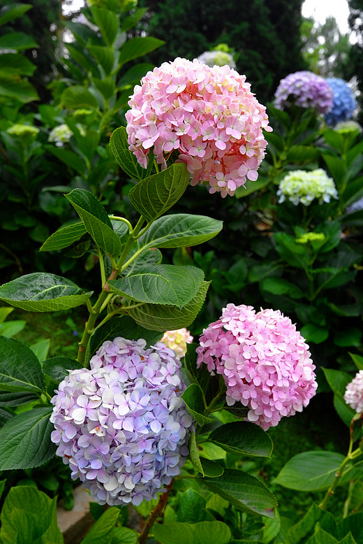 大叻：越南高原上的花园，充满法式风情的浪漫小城-大叻旧火车站,大叻花园,春香湖,疯狂屋,胡志明市