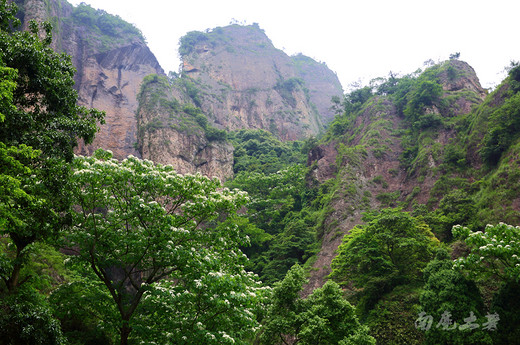 岁月留声，邀你雁荡山下听桐花-乐清