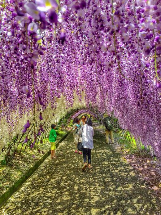 【日本】迷失，那一片紫-----河内藤园-福冈县,九州