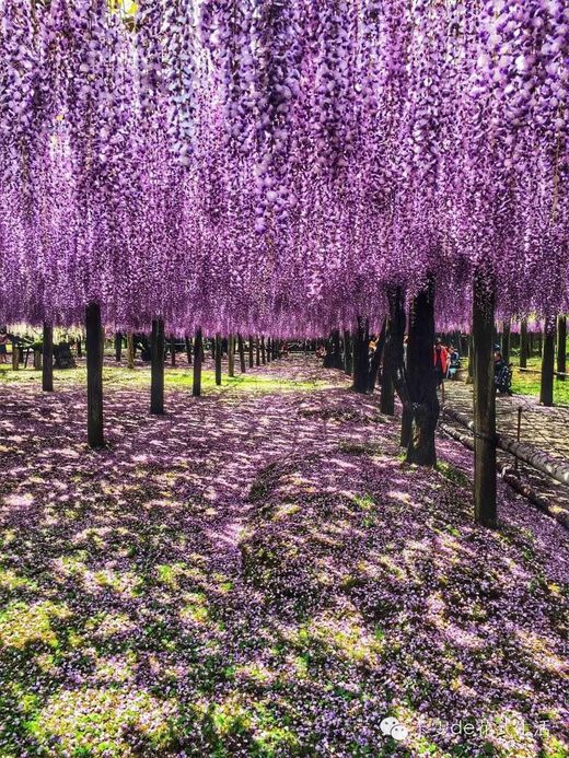 【日本】迷失，那一片紫-----河内藤园-福冈县,九州