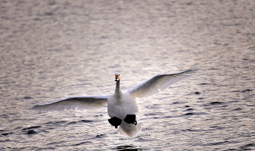 大天鹅在寒冬中的那份妖娆 ----肩扛镜头访荣成-天鹅湖-荣成,威海
