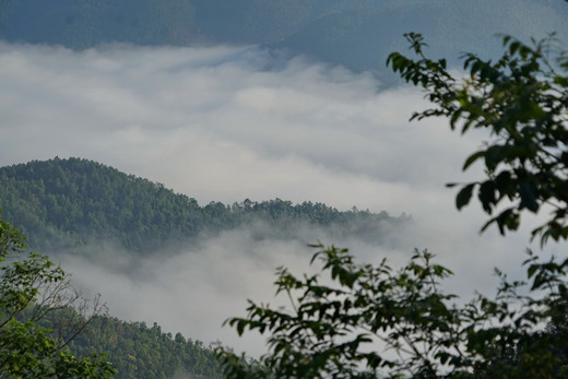 访景迈山 只为寻找一片树叶-西双版纳,普洱
