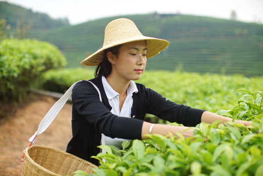 普洱采茶制茶  我把记忆打包回家-云南