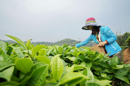 普洱采茶制茶  我把记忆打包回家-云南