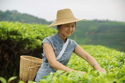 普洱采茶制茶  我把记忆打包回家-云南