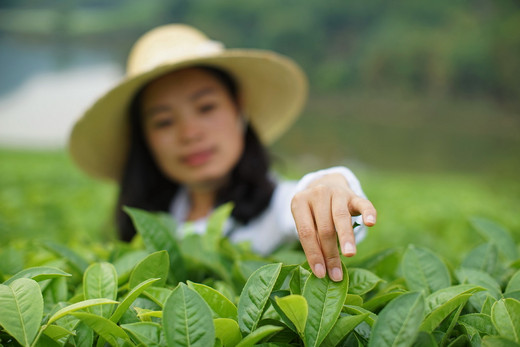 普洱采茶制茶  我把记忆打包回家-云南