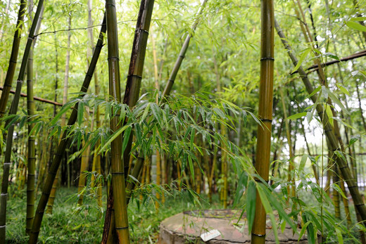 寻迹烟雨牛首，瞻仰佛顶圣境-南京