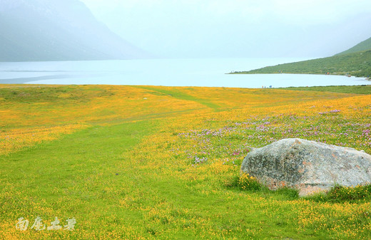 七月，年宝玉则的遍地野花为你开-果洛藏族自治州,青海
