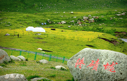 七月，年宝玉则的遍地野花为你开-果洛藏族自治州,青海