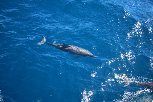 在花莲东海岸『赏可爱小鲸豚』