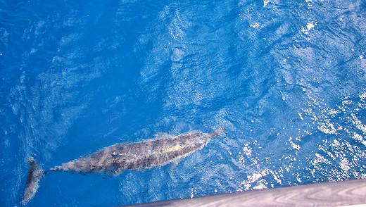 在花莲东海岸『赏可爱小鲸豚』