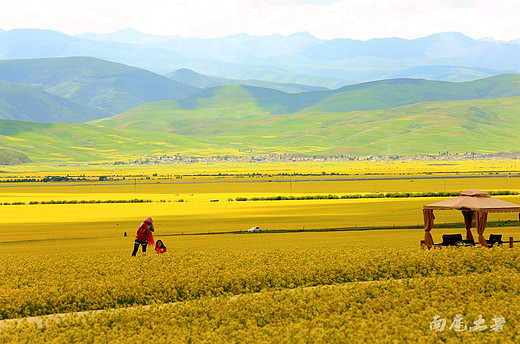 还在家吹着空调吗？青海的油菜花开成海了-海北藏族自治州,门源,祁连山