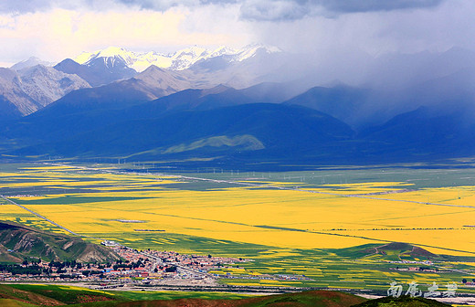 还在家吹着空调吗？青海的油菜花开成海了-海北藏族自治州,门源,祁连山