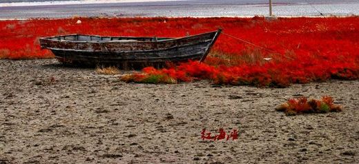 那一片红色的滩涂，那一处雅致的私密。-红海滩-盘锦,盘锦