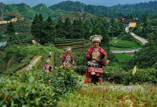 五百年前的超短裙苗族如何走到今天...-新桥苗寨,雷山,黔东南