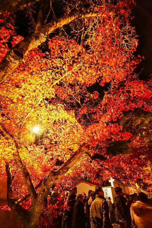 追逐关西枫叶，只为那一抹红（五）-奈良,京都,东本愿寺,东福寺,伏见稻荷大社