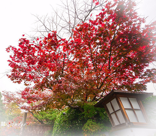 追逐关西枫叶，只为那一抹红（四）-祗园,地主神社,清水寺,京都塔,京都