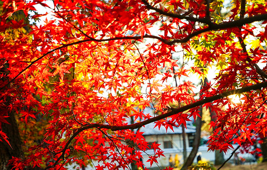 追逐关西枫叶，只为那一抹红（四）-祗园,地主神社,清水寺,京都塔,京都
