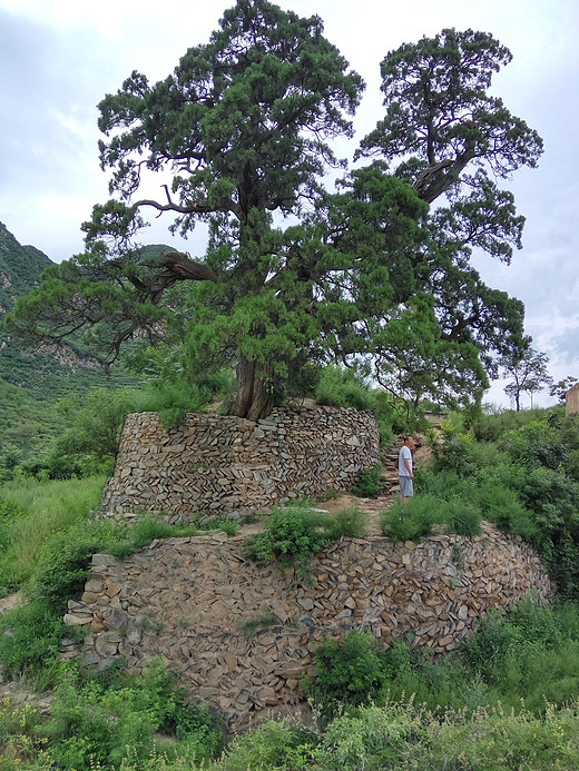 京西“灵芝 ”它生长在了灵水举人村，这棵