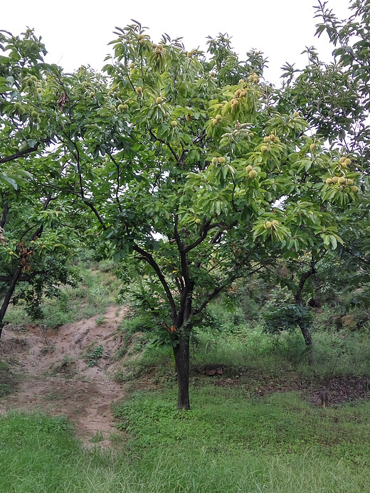 栗子马上就要熟了，昌平山间到处都能看到栗