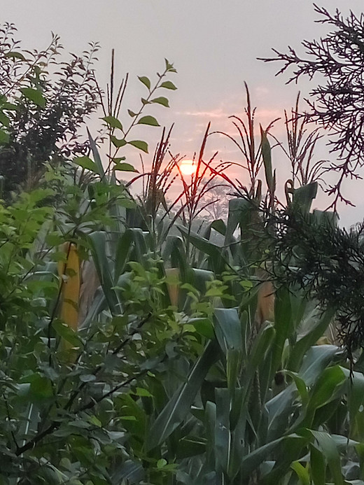 在昌平的乡间小道，看到远处一位老太婆骑着小马驴，背后感觉像挎着两把镰刀，我问她去做什么，她笑着说：俺去地里割草。