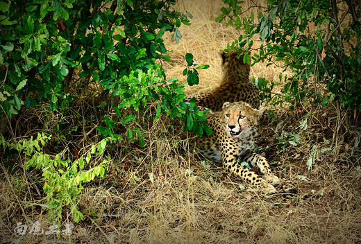 肯尼亚野生动物大迁徙震撼到了CCTV-安波塞利国家公园,马赛马拉国家公园,赛伦盖蒂平原