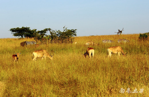 肯尼亚野生动物大迁徙震撼到了CCTV-安波塞利国家公园,马赛马拉国家公园,赛伦盖蒂平原