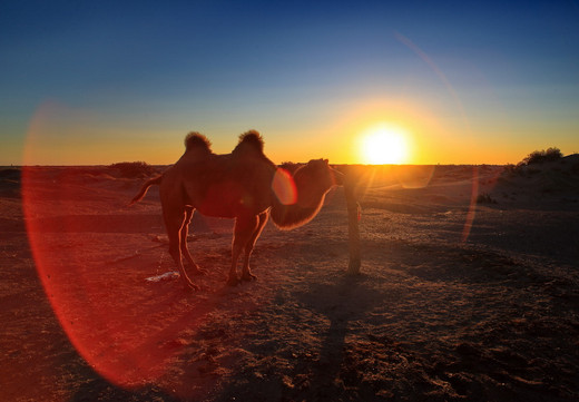 额济纳  想约你去看沙漠-额济纳旗,内蒙古