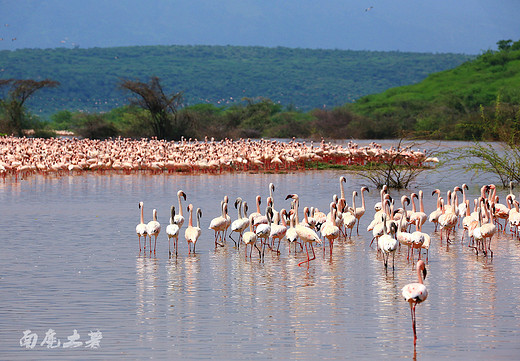肯尼亚，百万只火烈鸟开Party-纳库鲁湖国家公园,纳瓦沙湖