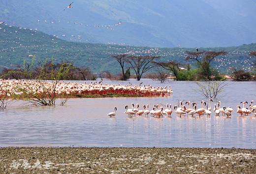 肯尼亚，百万只火烈鸟开Party-纳库鲁湖国家公园,纳瓦沙湖