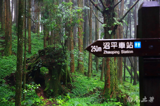 游台湾，你可知阿里山神木的悲惨命运吗-高雄