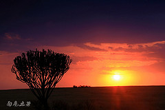 非洲草原看完动物，一定不要错过黄昏