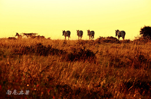 非洲草原看完动物，一定不要错过黄昏-肯尼亚