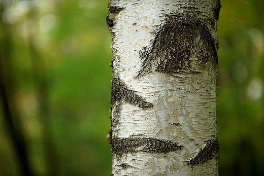 森林之眼！拍摄于吉林桦甸。 人眼看路，树-万象