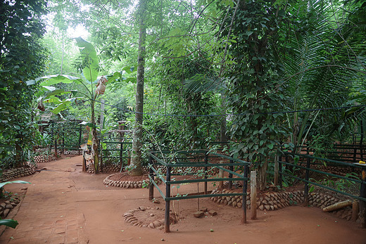 斯里兰卡自由行|| 锡吉里亚的野生丛林与沧桑古国-锡吉里耶,狮子岩,米内日亚国家公园,亭可马里