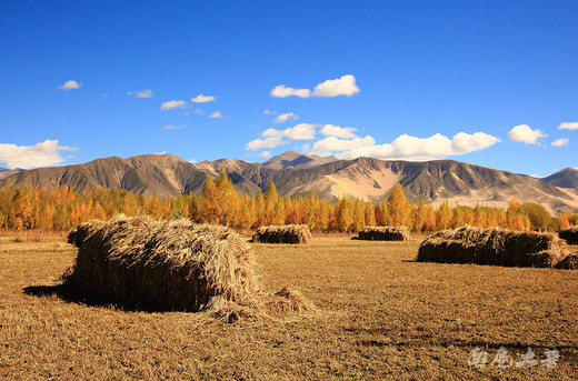 西藏有粮仓，秋收这样忙-卡若拉冰川,珠穆朗玛峰,扎什伦布寺,日喀则