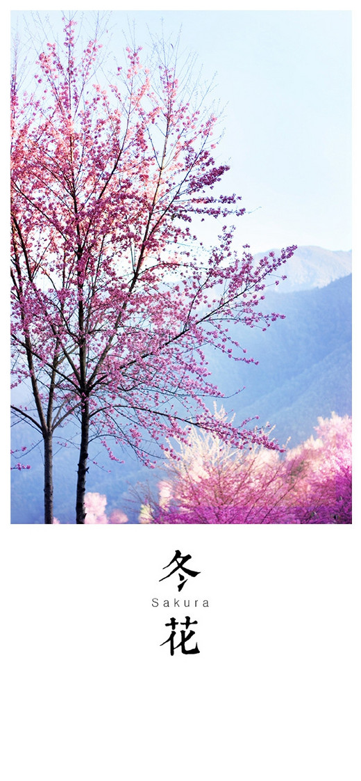 无量山，中国最早的春天-大理