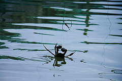 在宁波牟山湖钓大闸蟹