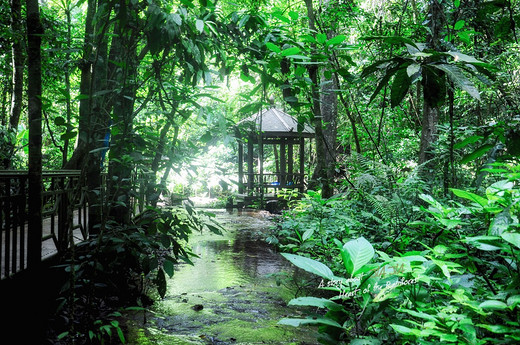 西双版纳｜雨林心处，听懂你的语言（三）-西双版纳热带植物园,望天树