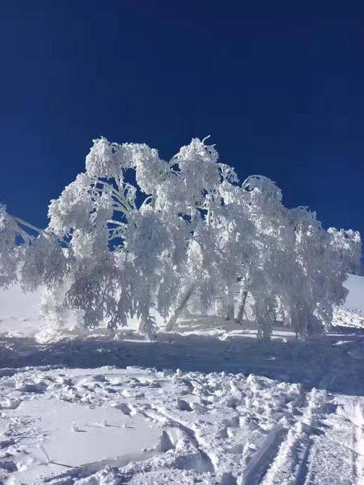 哈尔滨-雪乡之旅-雾凇岛,松花江