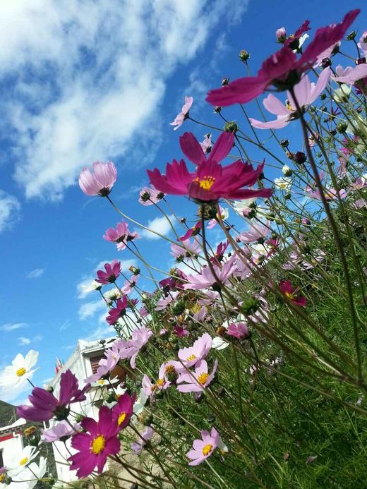 格桑花开的地方……