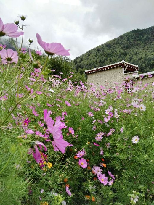 格桑花开的地方……