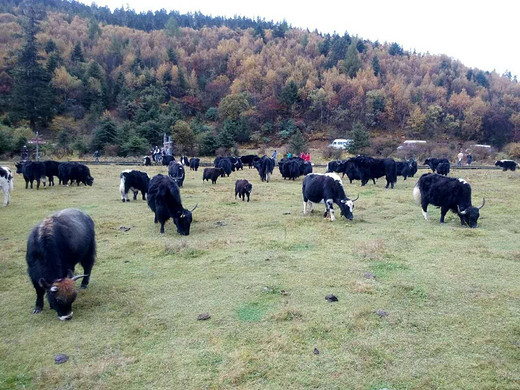 丽江旅游（自由行/跟团游）：香格里拉