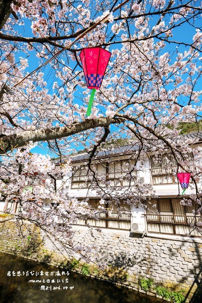 おはよう！霓虹国的美好、樱の夙愿（第五篇）-千鸟渊,富士山,新宿,东京,京都