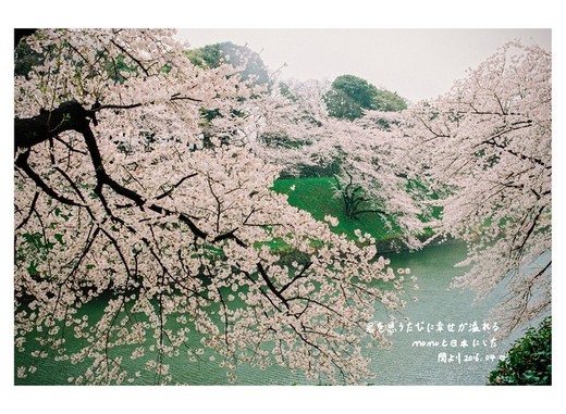 おはよう！霓虹国的美好、樱の夙愿（第五篇）-千鸟渊,富士山,新宿,东京,京都