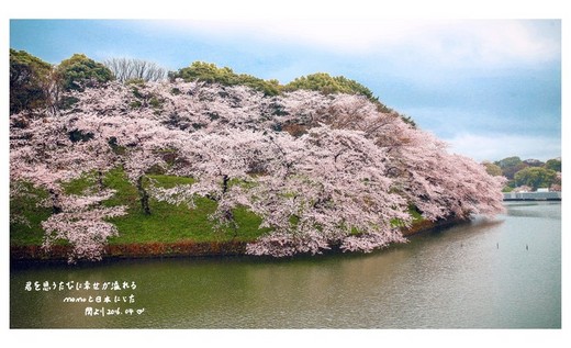 おはよう！霓虹国的美好、樱の夙愿（第五篇）-千鸟渊,富士山,新宿,东京,京都