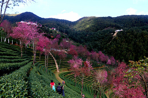 大理南涧无量山樱花谷——邂逅中国最早的春天